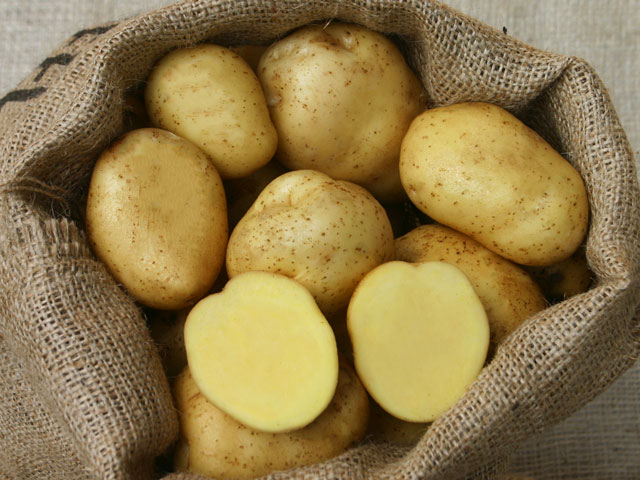 Ackersegen, Bio-Kartoffel
