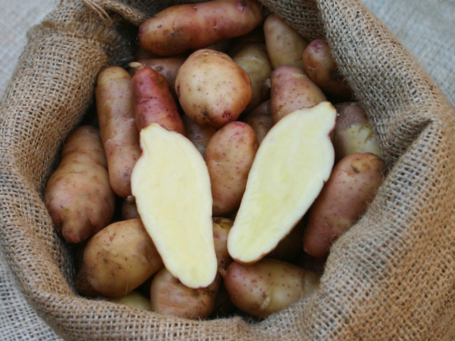 Bamberger Hoernchen, Bio-Kartoffel