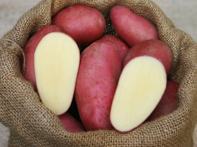 Franceline Kartoffel Knolle