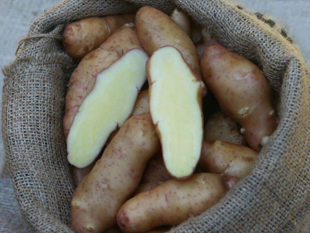 Rosa-Tannenzapfen, Bio-Kartoffel