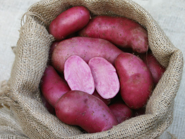 Rote Emmalie Kartoffel