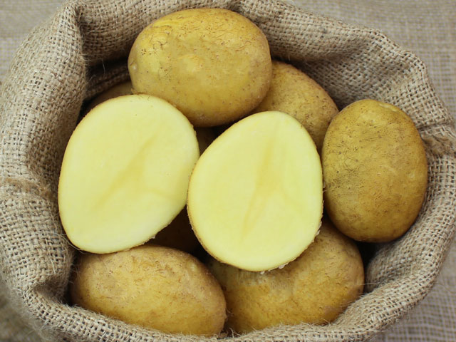 Agria Bio-Kartoffel