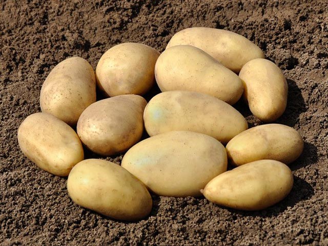 Kartoffel Cilena
