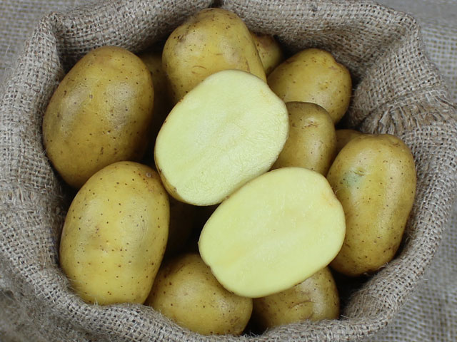 Kartoffel Gunda Knolle Bio