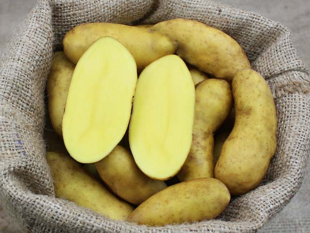 Mayan Gold Bio-Kartoffel