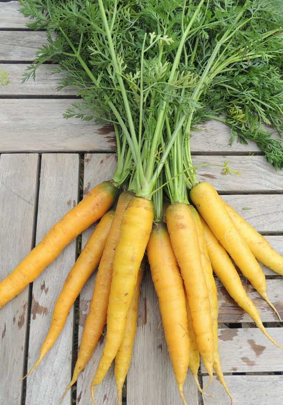 Karotten - Jaune du Doubs