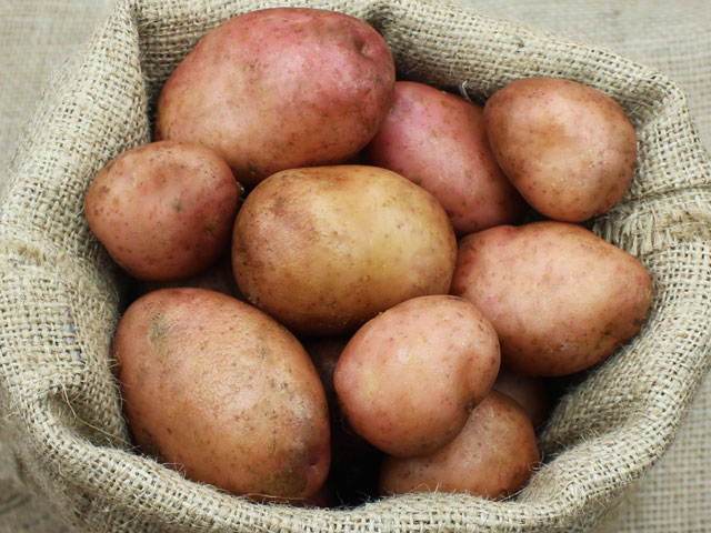 Kartoffelsorte Sarpo Mira